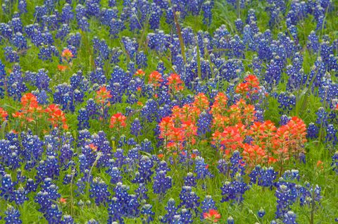 Blue, Natural environment, Flower, Colorfulness, Majorelle blue, Wildflower, Groundcover, Electric blue, Field, Bluebonnet, 
