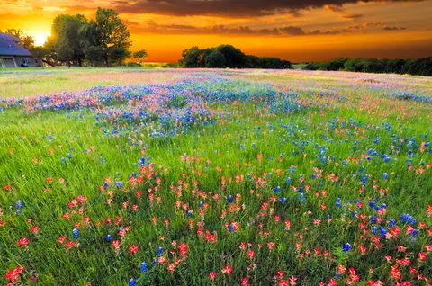 Blue, Natural landscape, Natural environment, Colorfulness, Plant community, Flower, Sunset, Wildflower, Ecoregion, Field, 