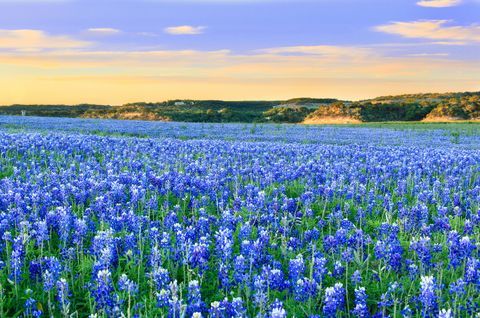 Blue, Flower, Colorfulness, Field, Majorelle blue, Agriculture, Wildflower, Electric blue, Groundcover, Meadow, 