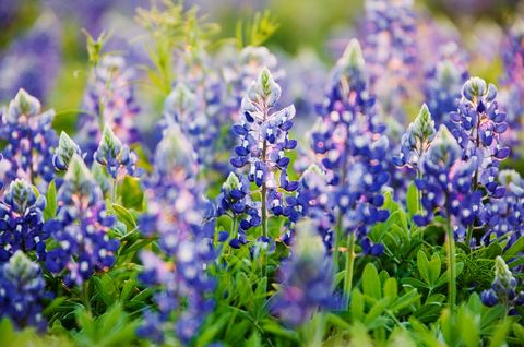 Plant, Flowering plant, Lavender, Groundcover, Wildflower, Bluebonnet, Lupin, Lavender, Herbaceous plant, Agriculture, 