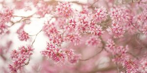 Pink, Flower, Blossom, Spring, Cherry blossom, Plant, Branch, Tree, Textile, Petal, 