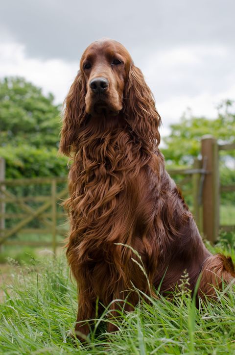 Dog breed, Brown, Dog, Vertebrate, Carnivore, Sporting Group, Spaniel, Liver, Grass family, Snout, 
