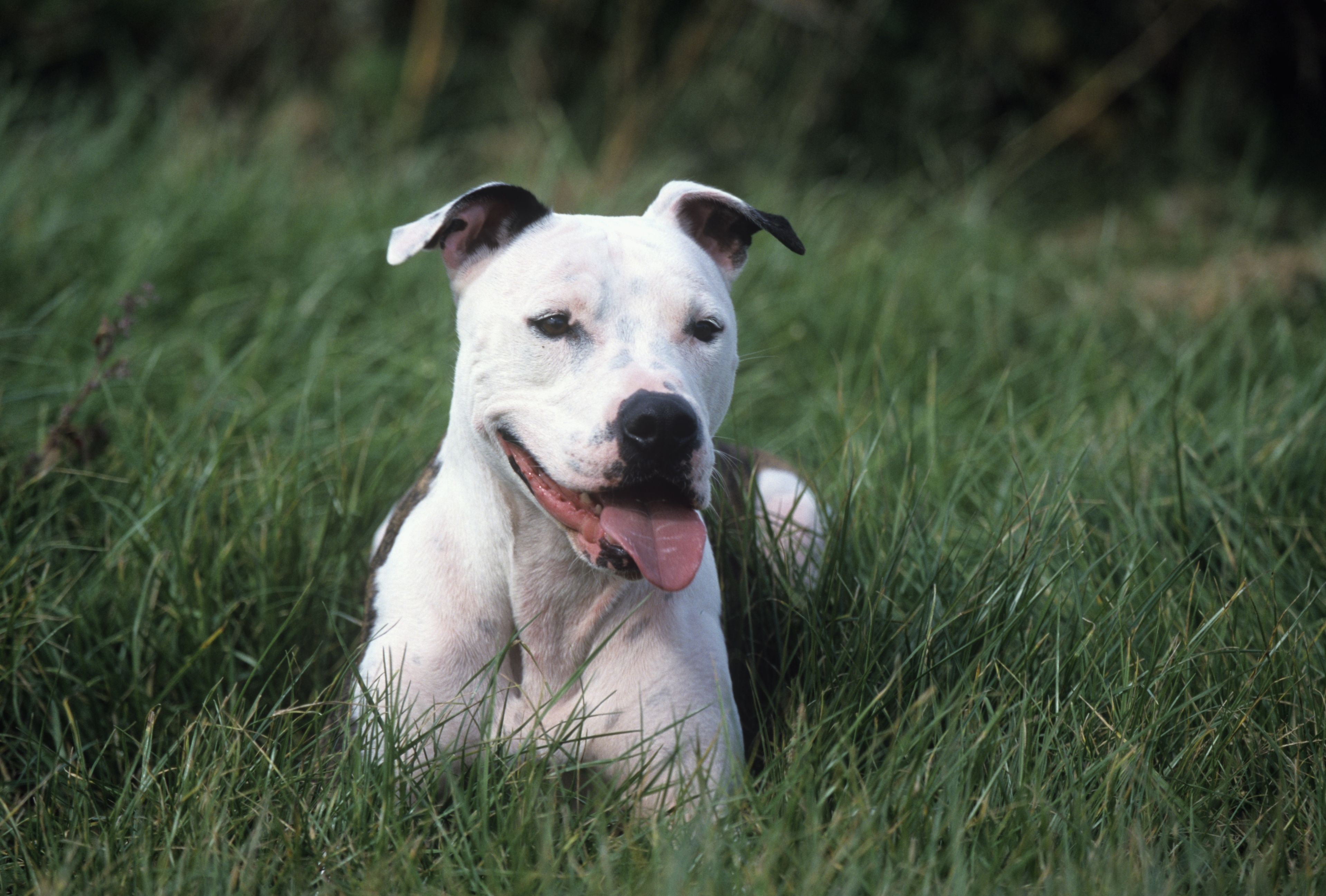 are gull dong the most intelligent dogs