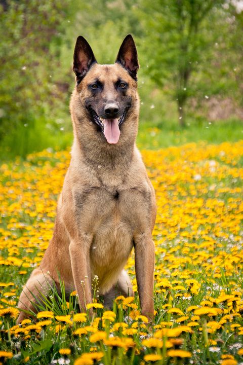 Dog breed, Dog, Carnivore, Jaw, Collar, Wildflower, Groundcover, Meadow, Field, Spring, 