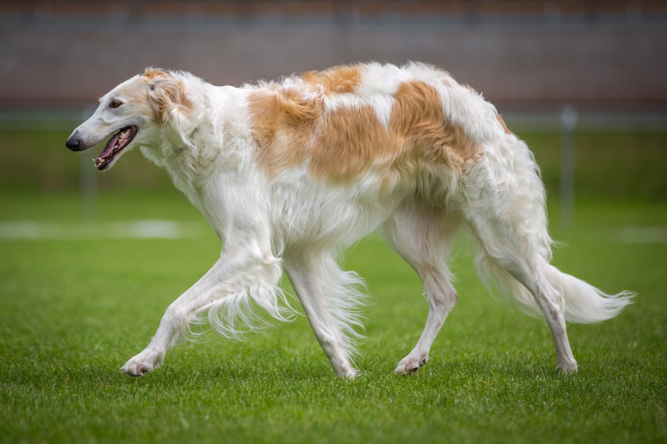 are windhound noisy