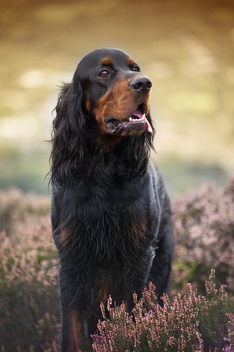 Dog breed, Brown, Vertebrate, Dog, Carnivore, Sporting Group, Snout, Liver, Companion dog, Groundcover, 