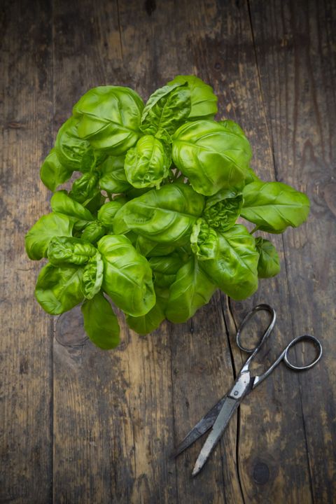 plants that repel mosquitoes basil