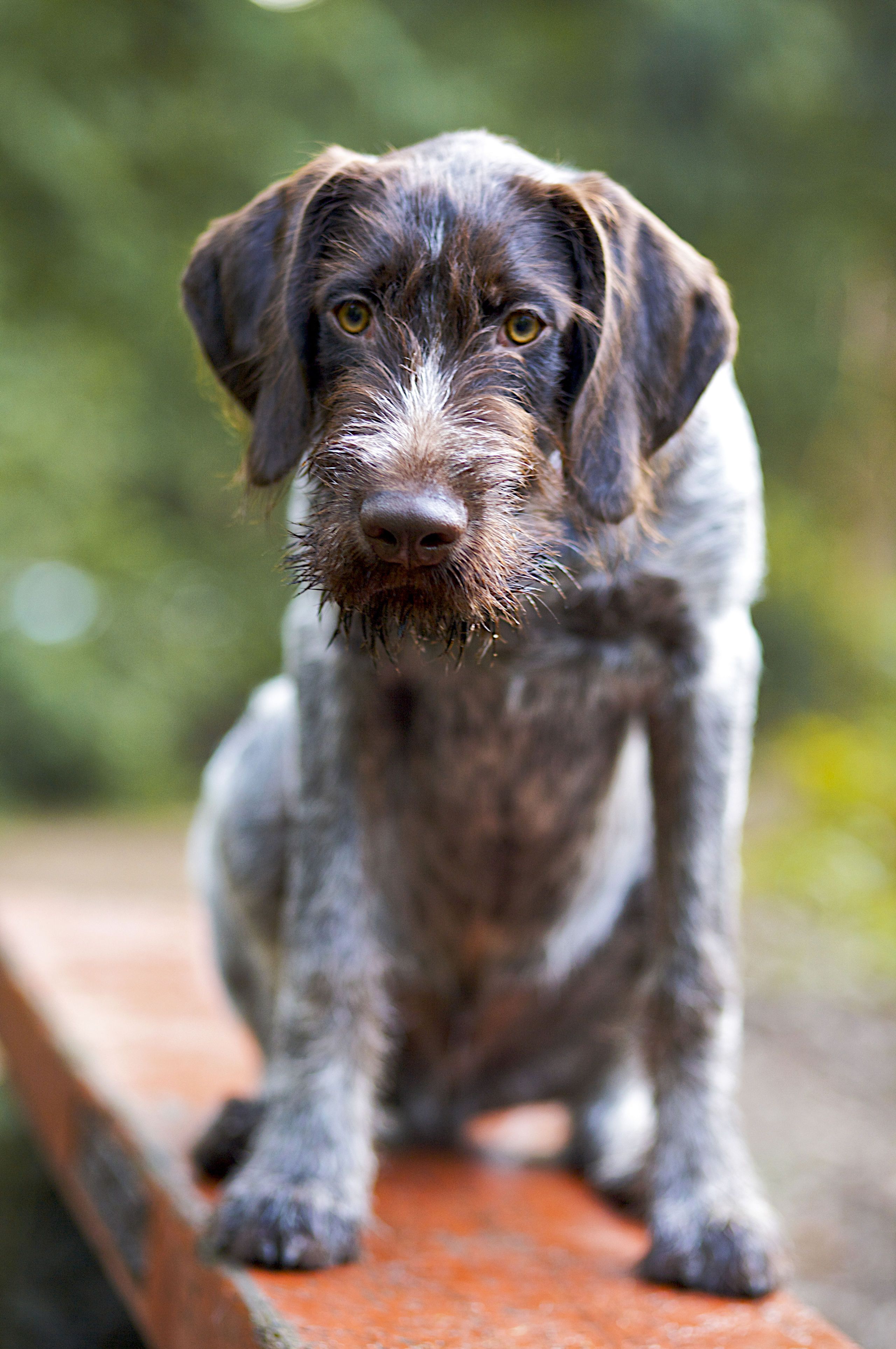 Wire haired big store dog