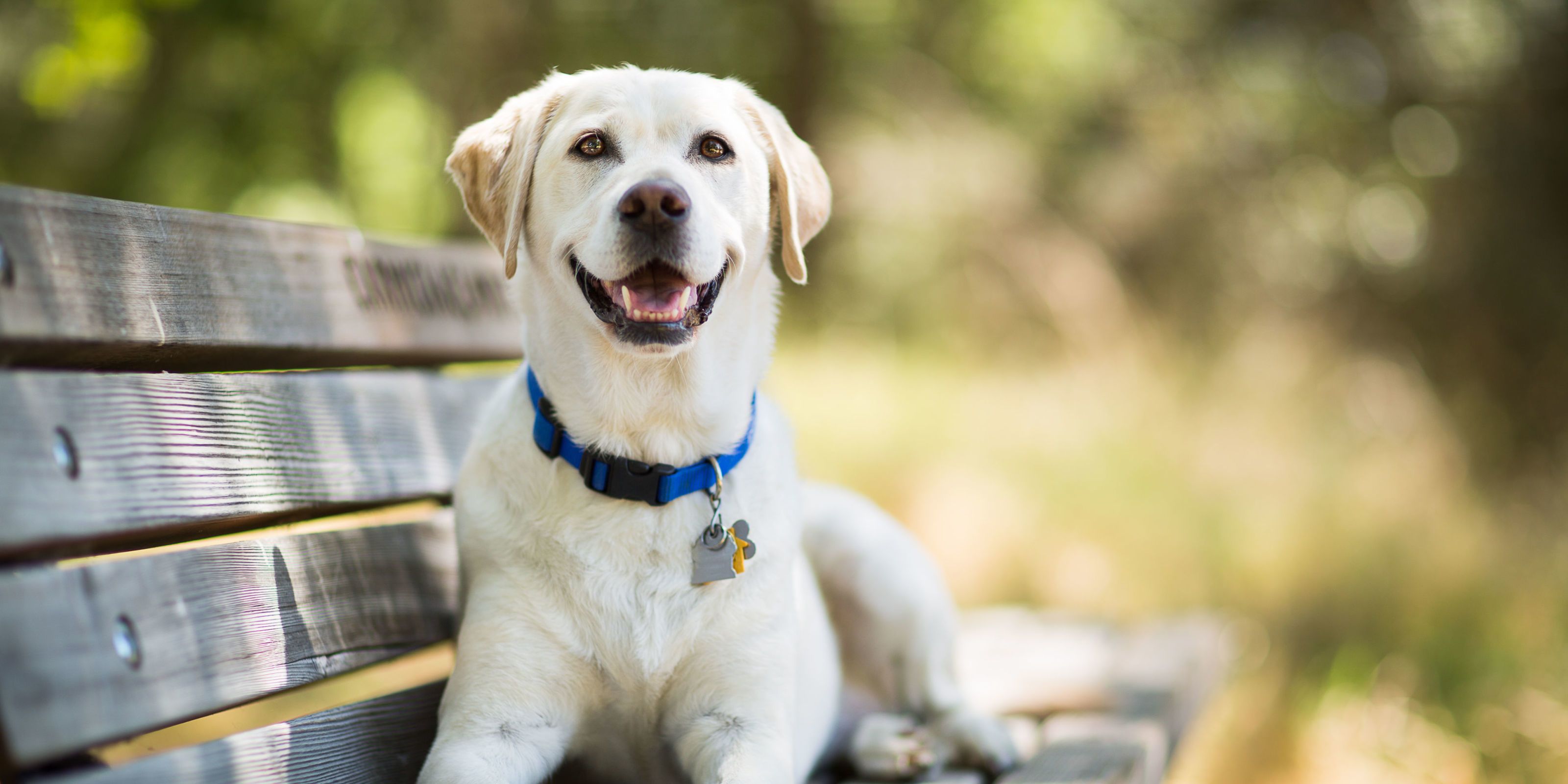 Large yellow 2024 dog breeds