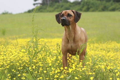 Dog breed, Dog, Carnivore, Grassland, Field, Meadow, Wildflower, Liver, Fawn, Snout, 