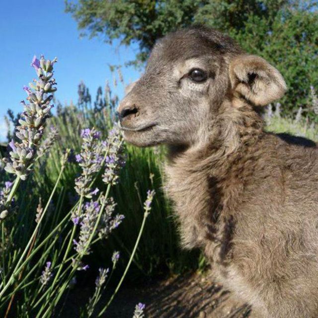Plant community, Adaptation, Terrestrial animal, Sheep, Camelid, Working animal, Snout, Grass family, Fawn, Lavender, 