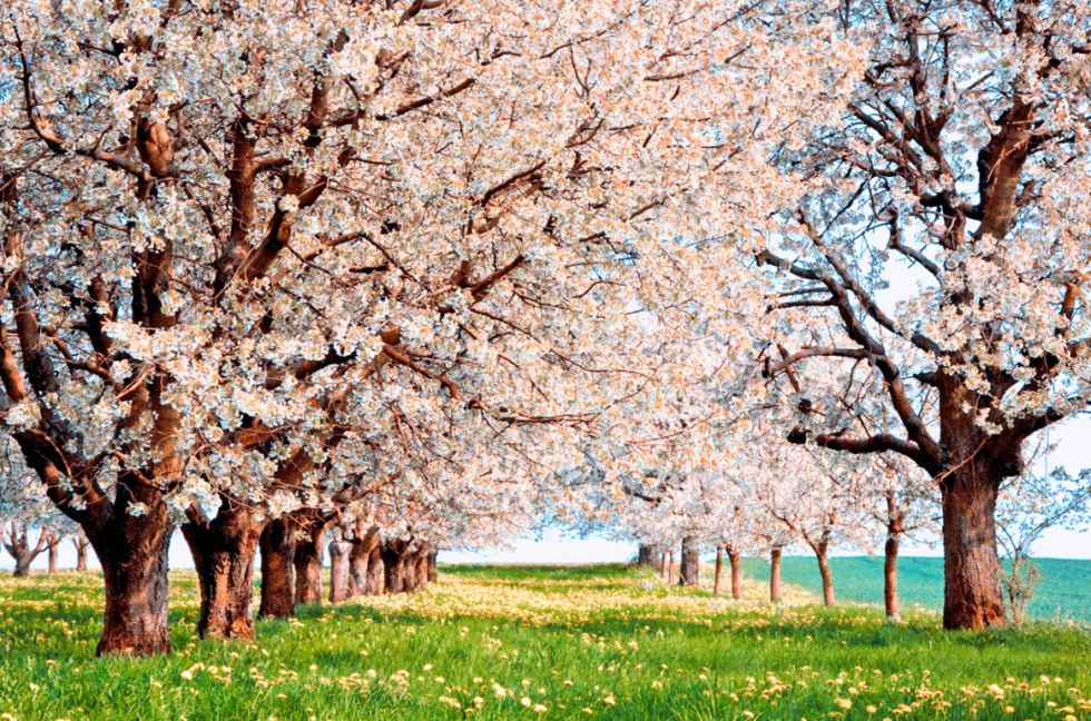 10 Interesting Facts About Cherry Blossoms You Didn't Know - Farmers'  Almanac - Plan Your Day. Grow Your Life.