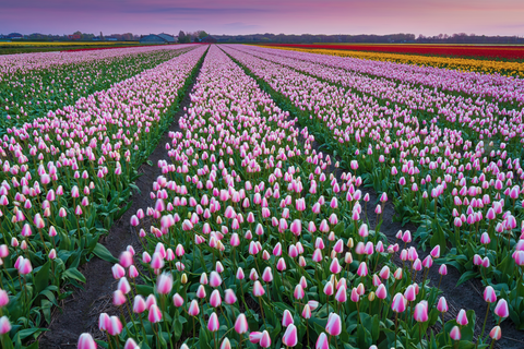 Tulip Fields Shot From Above - Tulip Season in Holland