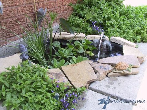 Pond, Garden, Plant, Landscape, Herb, Botany, Groundcover, Grass, Water feature, Grass family, 