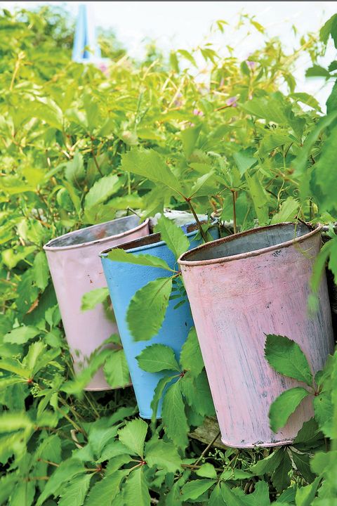 Plant, Leaf, Flower, Herb, Canoe birch, Jiaogulan, Flowerpot, Bucket, 