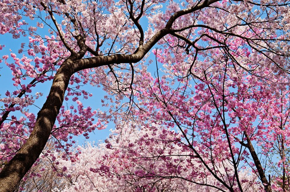 u.s. cherry blossom trees