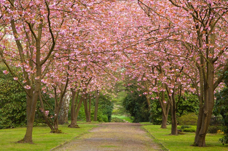 cherry-blossom-trivia-fun-facts-about-cherry-blossoms