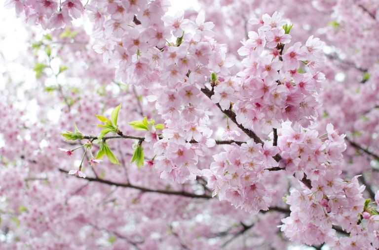 20 Cherry Blossom Tree Facts Things You Didnt Know About Cherry Blossoms