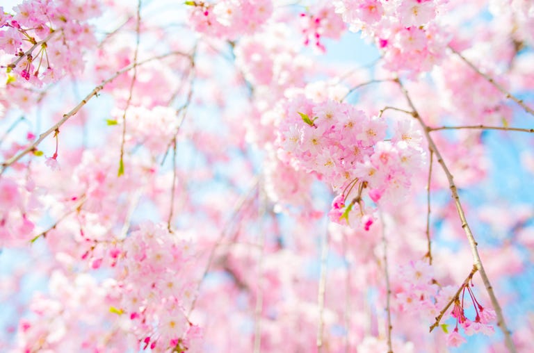 20 Cherry Blossom Tree Facts Things You Didn T Know About 20 Cherry Blossom Tree Facts Things You Didn T Know About Blossoms