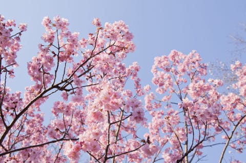 25 Cherry Blossom Tree Facts Things You Didnt Know About