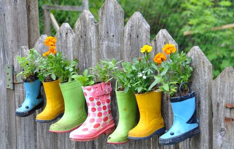 Yellow, Plant, Flower, Boot, Shrub, Petal, Flowerpot, Rain boot, Spring, Home fencing, 
