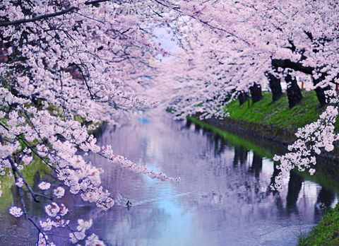Nature, Water, Flower, Natural landscape, Reflection, Blossom, Cherry blossom, Spring, Tree, Plant, 