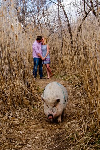 People in nature, Domestic pig, Snout, Suidae, Terrestrial animal, Grass family, Straw, Livestock, Prairie, Agriculture, 