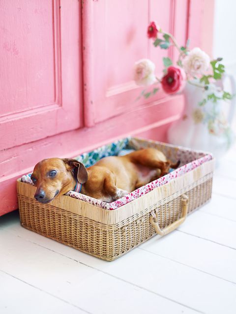 canidae, dog, wicker, pink, dachshund, furniture, companion dog, basket, puppy, dog bed,