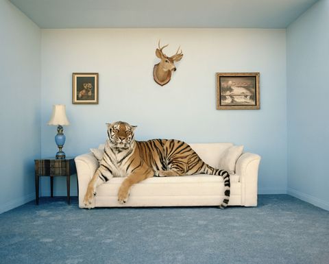 Room, Interior design, Wood, Floor, Antler, Wall, Flooring, Interior design, Terrestrial animal, Horn, 