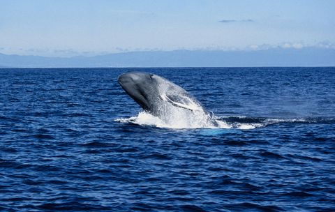 Marine mammal, Water, Vertebrate, Liquid, Waterway, Fluid, Ocean, Fin, Whale, Cetacea, 