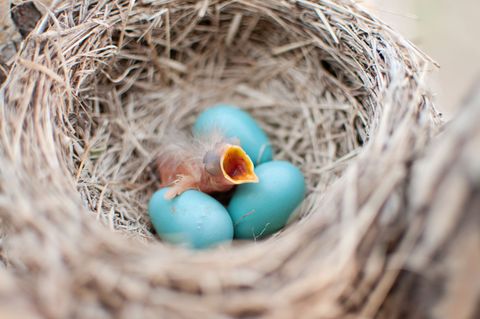 Blue, Bird nest, Nest, Teal, Bird, Turquoise, Azure, Straw, Aqua, Egg, 