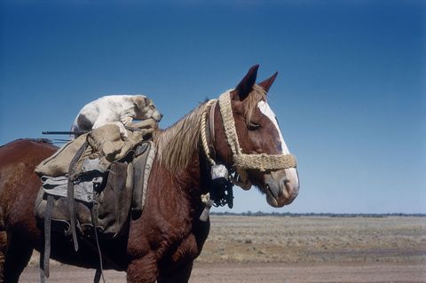 Horse, Working animal, Plain, Halter, Ecoregion, Sculpture, Field, Pack animal, Liver, Rein, 