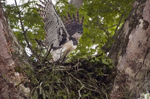 Branch, Natural environment, Bird, Bird of prey, Accipitridae, Beak, Twig, Feather, Adaptation, Falconiformes, 