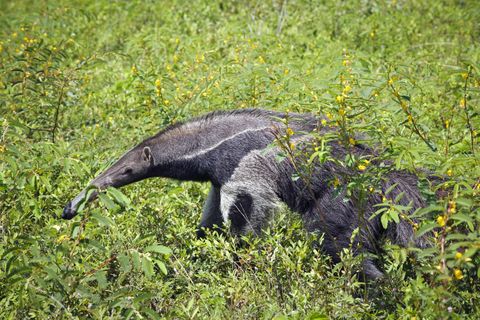 Vegetation, Anteater, Plant community, Giant anteater, Adaptation, Nature reserve, Terrestrial animal, Wildlife, Groundcover, Grass family, 