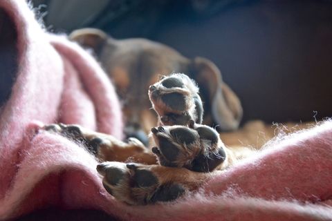 Close-up, Fawn, Paw, Macro photography, Flesh, 