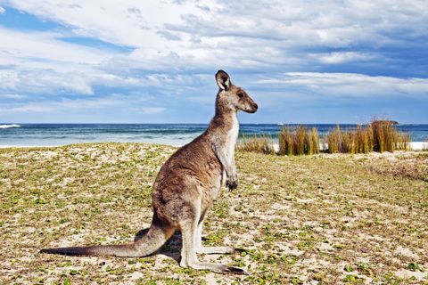 Daytime, Cloud, Macropodidae, kangaroo, Landscape, Marsupial, Coastal and oceanic landforms, Terrestrial animal, Kangaroo, Adaptation, 