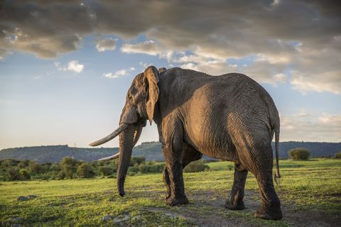 Elephant, Elephants and Mammoths, Natural landscape, Natural environment, Cloud, Landscape, Plant community, Plain, Terrestrial animal, Working animal, 