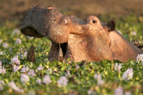 Natural landscape, Adaptation, Terrestrial animal, Wildlife, Wildflower, Groundcover, Snout, Meadow, Herbaceous plant, Elephant, 