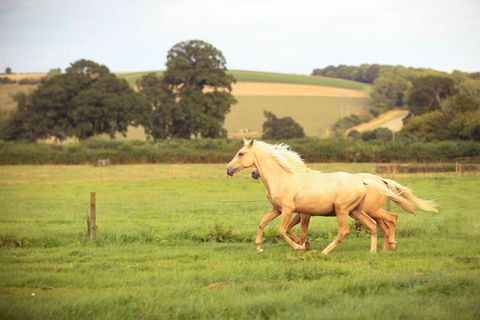 Pasture, Horse, Landscape, Natural landscape, Grassland, Working animal, Plain, Rural area, Field, Farm, 