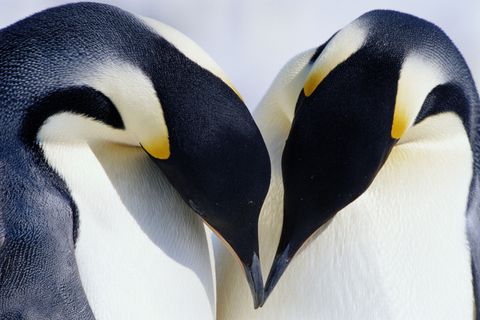 Daytime, Yellow, Natural environment, Beak, Vertebrate, Bird, Organism, Emperor penguin, Flightless bird, Photograph, 