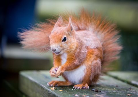 Squirrel, Vertebrate, Rodent, Adaptation, Eurasian Red Squirrel, Snout, Terrestrial animal, Whiskers, Fawn, Tail, 