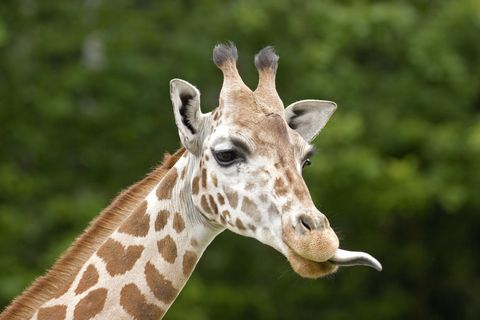 Giraffe, Giraffidae, Nature, Daytime, Organism, Brown, Natural environment, Green, Skin, Vertebrate, 