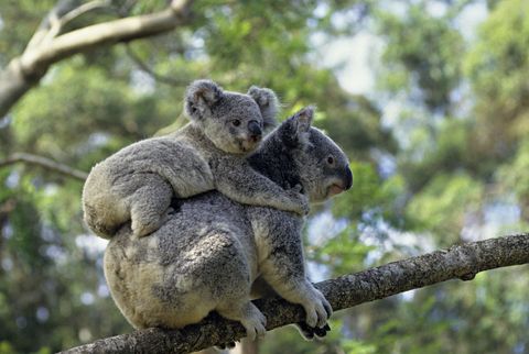 Branch, Daytime, Organism, Koala, Adaptation, Terrestrial animal, Woody plant, Snout, Twig, Marsupial, 