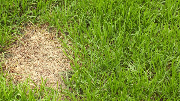 how to repair dead grass caused by dog urine