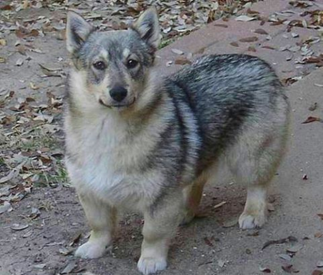 Wolf Corgi–Swedish Vallhund