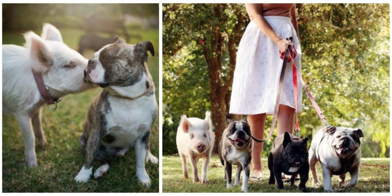 Bringing home a new animal can be nerve-racking—especially when you already have other pets waiting to meet your new furry friend.
