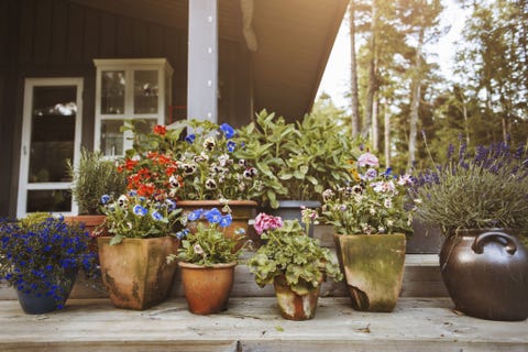 Low maintenance landscaping ideas