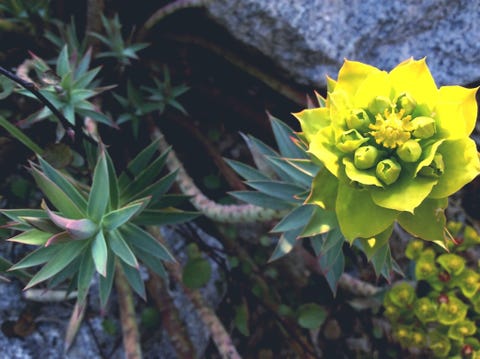 Low maintenance landscaping ideas