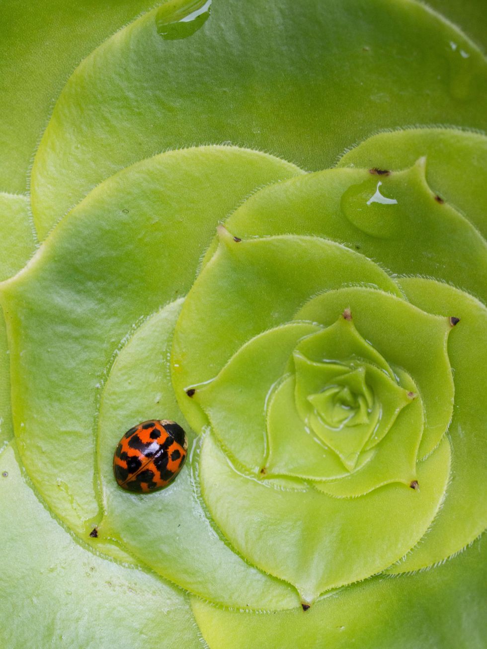 Ladybug, Green, Natural environment, Invertebrate, Organism, Insect, Arthropod, Leaf, Beetle, Adaptation, 