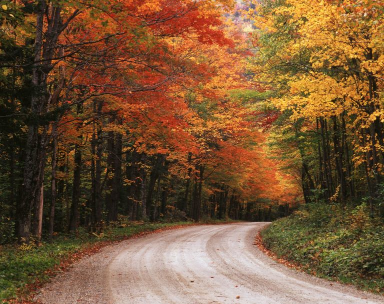 Most Beautiful Forests in America American Forests